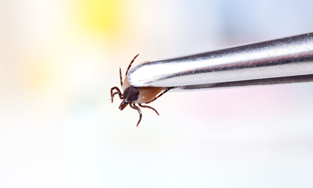 Flåttsykdommen borreliose øker